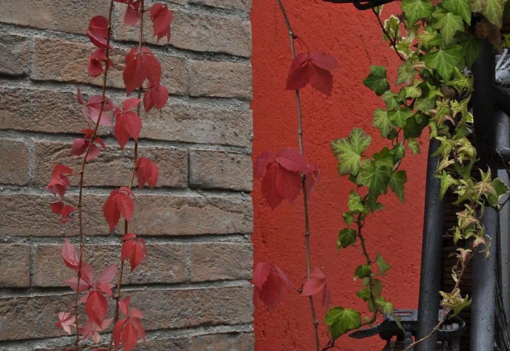B&B Edera Castagnole Piemonte エクステリア 写真